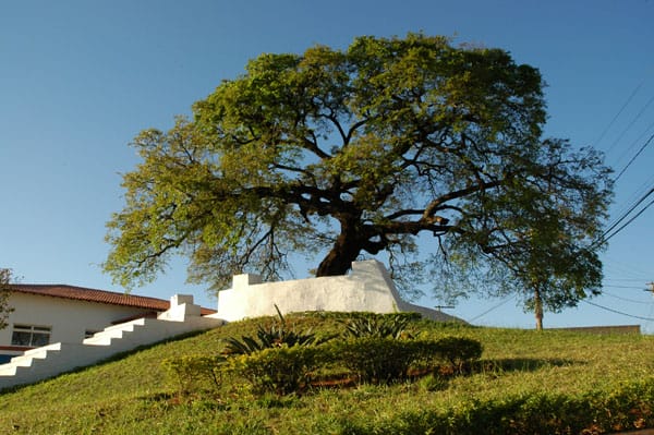 pontoturistico_arvore2