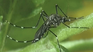 dengue-mosquito-fiocruz