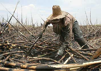 cana trabalho escravo