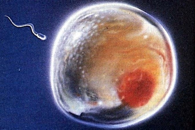 espermatozoide-20130509091253