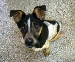 Produzindo pequenos capatazes: racismo, veganismo e luta de classes