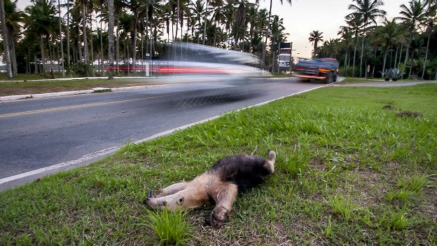 150925094416_atropelamentofauna3_624x351_leonardomercon_nocredit