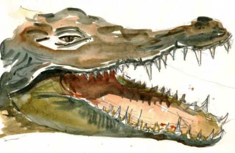 140318-Croco-485x315